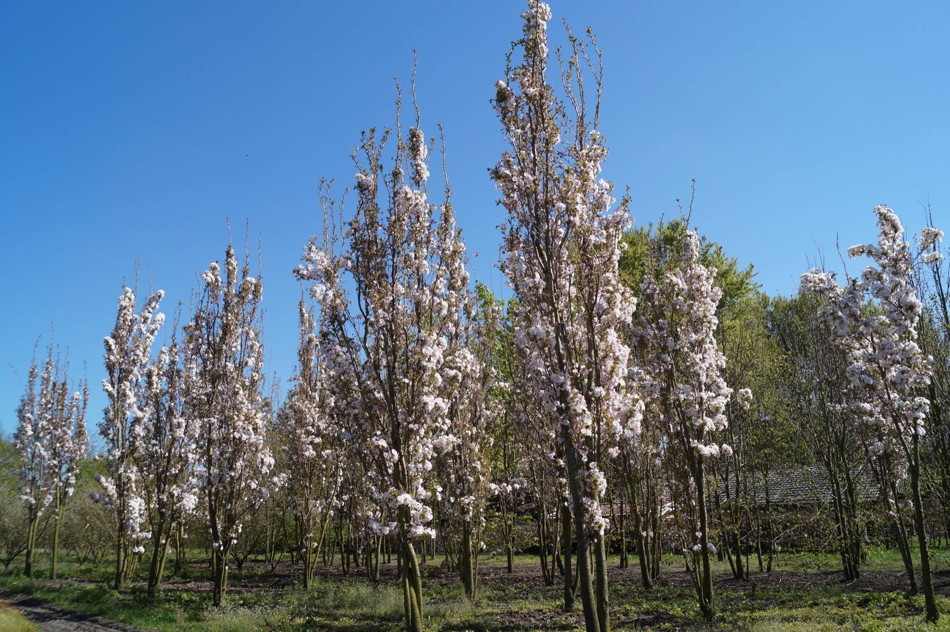 Prunus serrulata Amanogawa_06